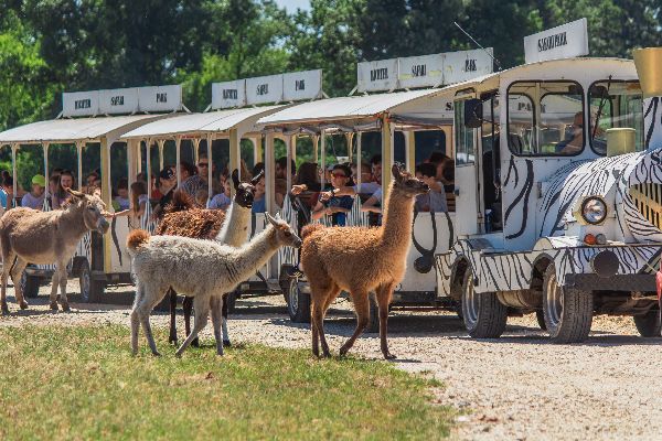 Éjszaka a Safari Parkban JAVÍTÁS kérjük cseréljétek